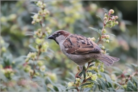 <p>VRABEC DOMÁCÍ (Passer domesticus) /House sparrow - Haussperling/</p>